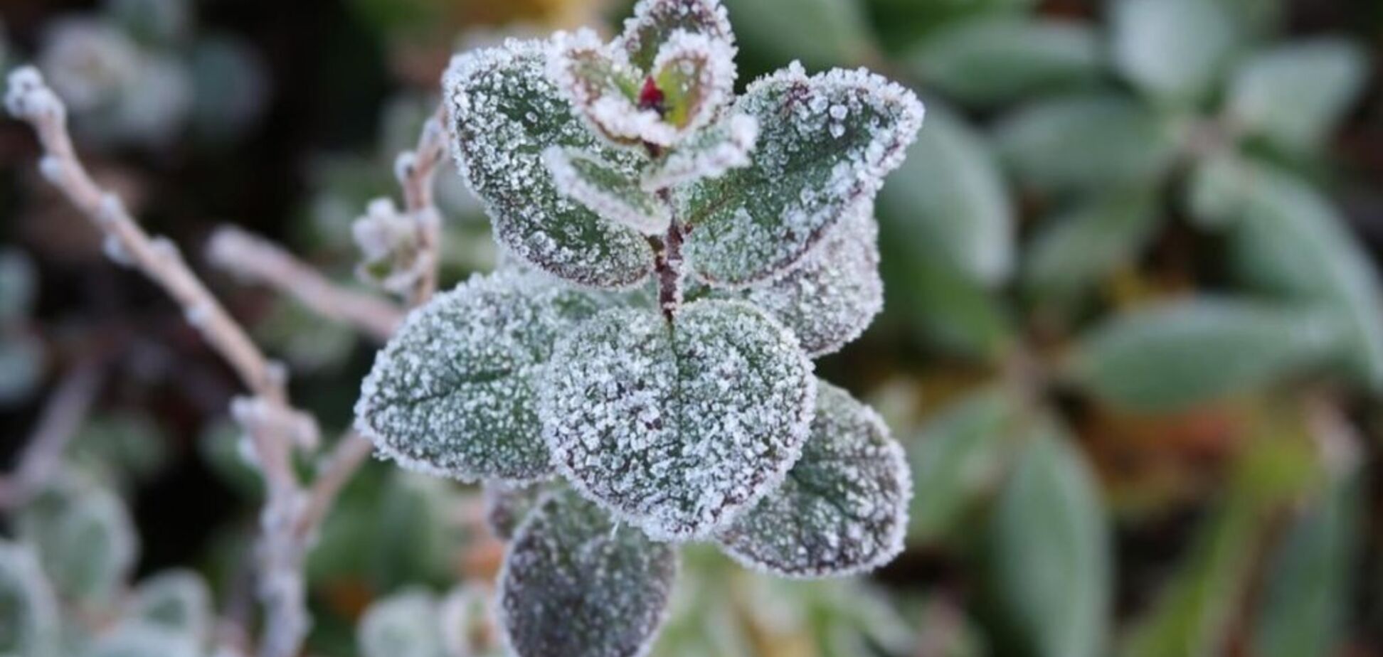 Вдарить -10: синоптикиня попередила про похолодання в Україні