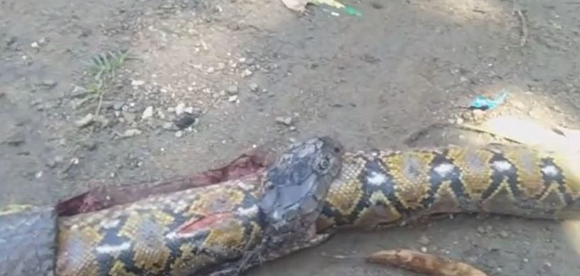 Кобра проглотила самую огромную змею в мире: появилось видео