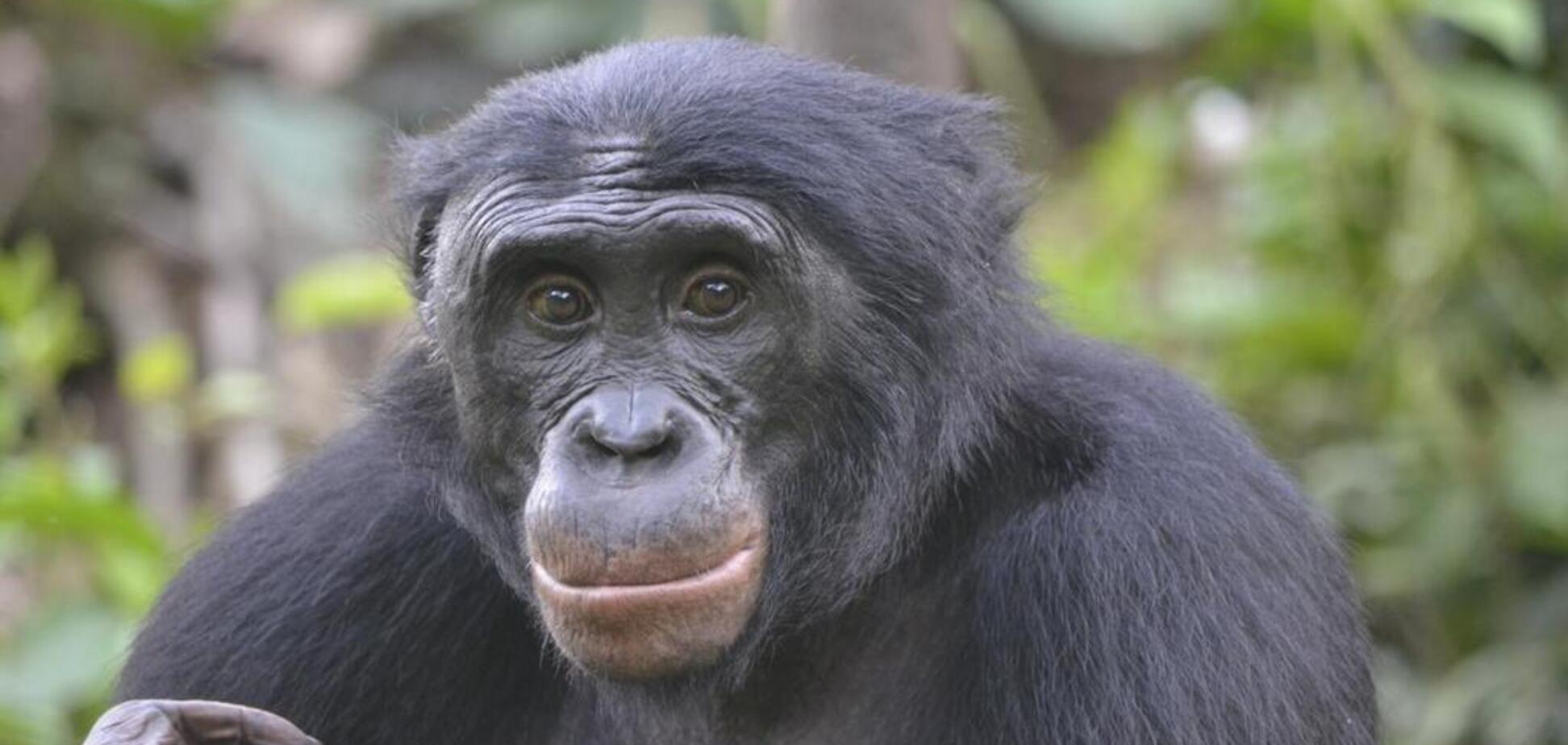 В Китае показали примата с 'человеческим лицом'