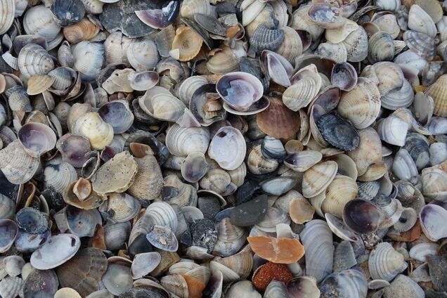 Ракушки Черного моря