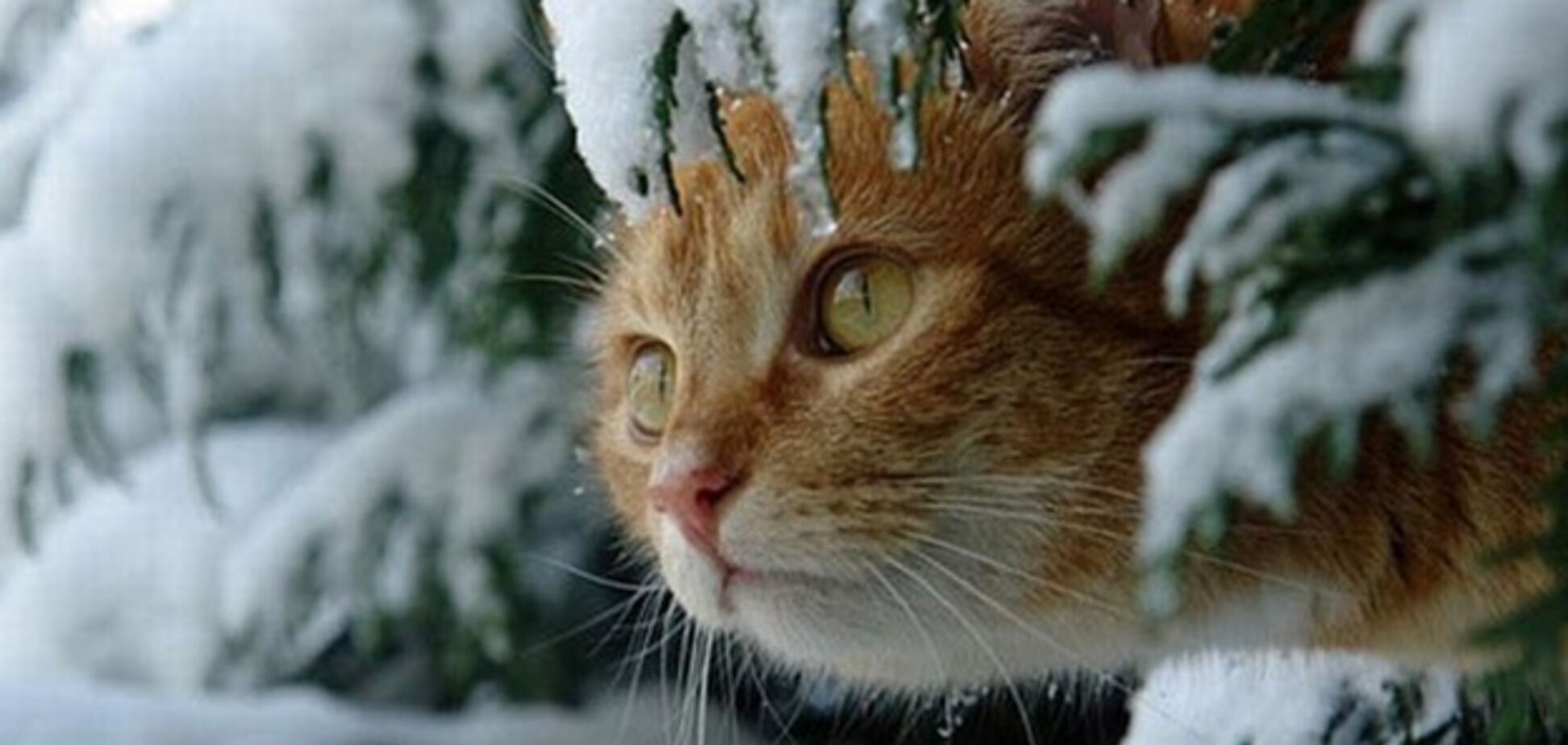 Погода взимку 2020