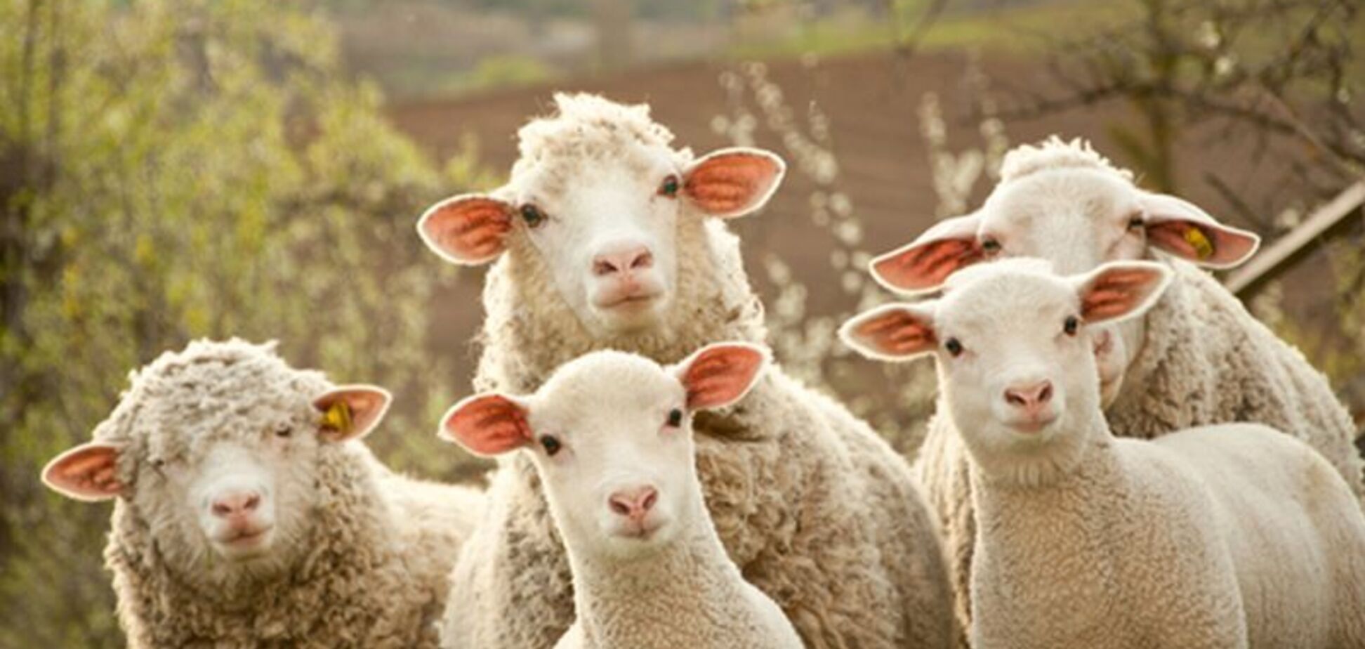 Британские студенты снялись без одежды с овцами: возник громкий скандал. Фото