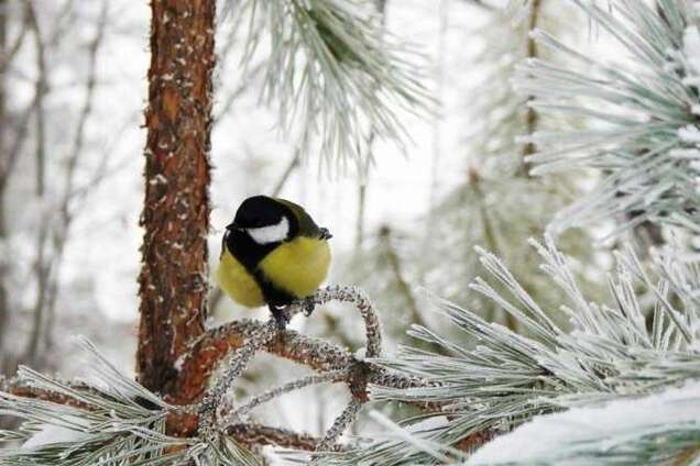 Підсмажить, як на печі: синоптикиня пояснила прогноз на зиму-2020 в Україні