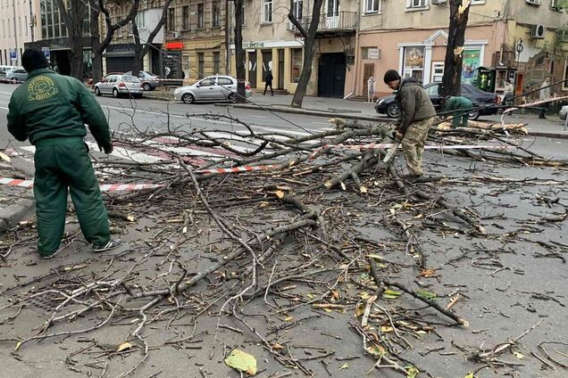 В Одессе штормовой ветер валит деревья