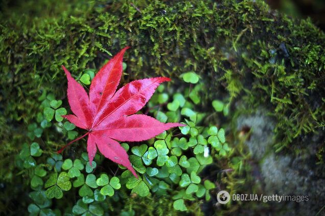 Синоптикиня повідомила, коли повернеться тепло в Україну