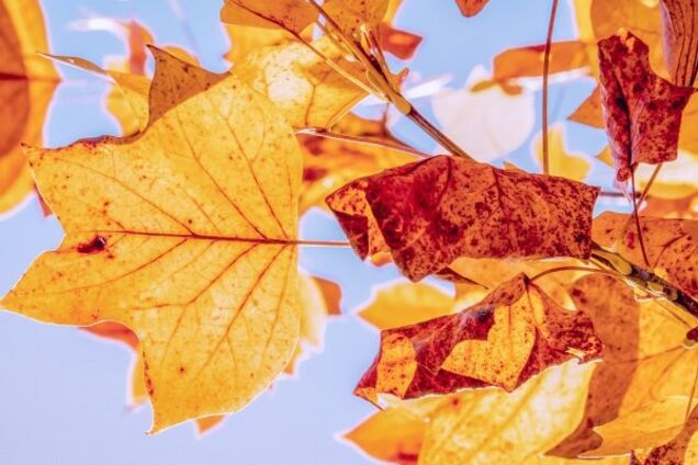 Мороз и солнце: появился прогноз погоды в Днепре на 25 ноября