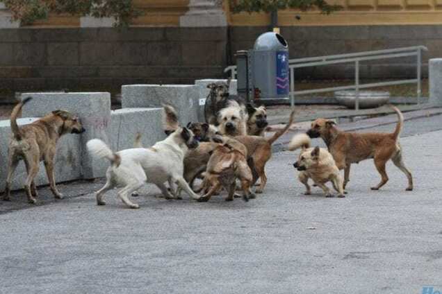 Чиновники объявили войну: в Днепре фирма из Харькова отлавливает собак