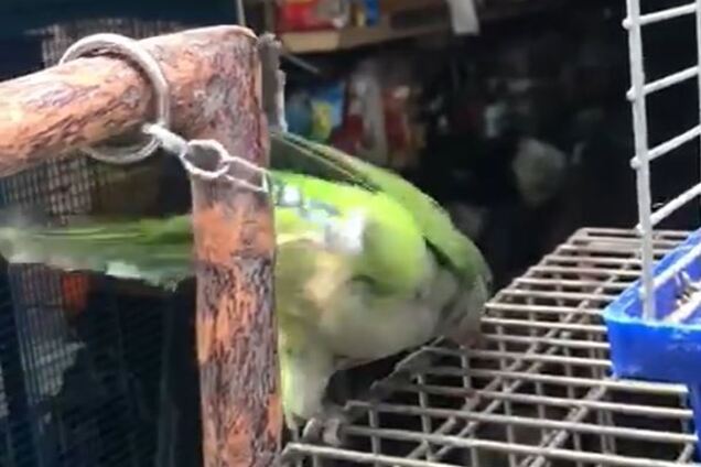 В Одесі на ринку папугу посадили на ланцюг