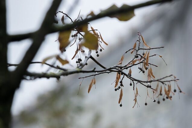 Дыхание зимы: синоптики уточнили прогноз погоды в Украине