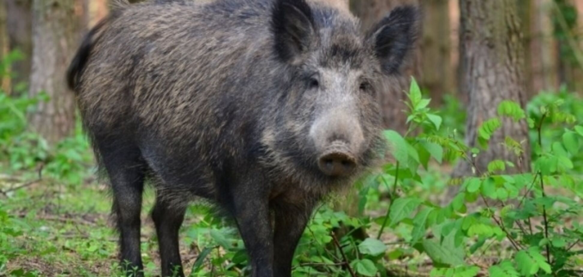 'Найгірша річ, яку я бачив!' Кабани загризли жінку прямо біля будинку