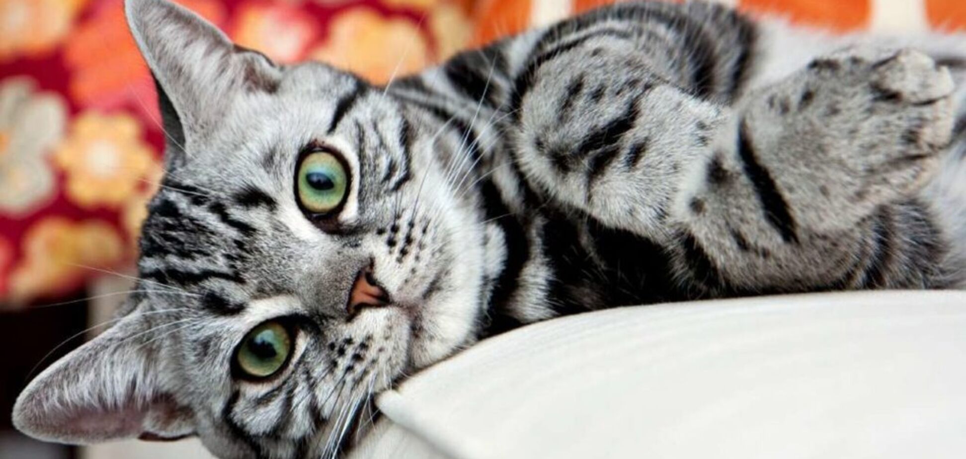 Кот. Иллюстрация