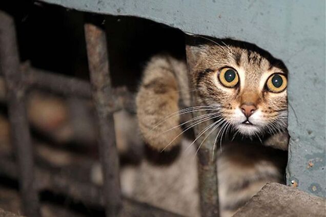 Помиратимуть довго: в Дніпрі влаштували жорстоку пастку для котів, мережа в гніві