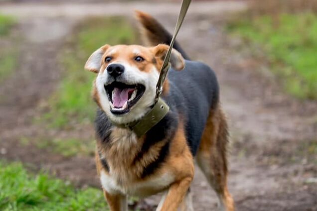 Подари семью: какие животные ищут дом в Днепре