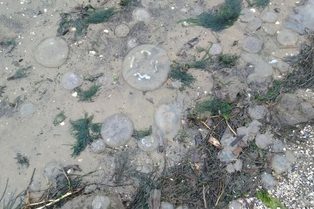 ''Вижу впервые!'' На Николаевщине случилась 'водная' аномалия. Фото и видео