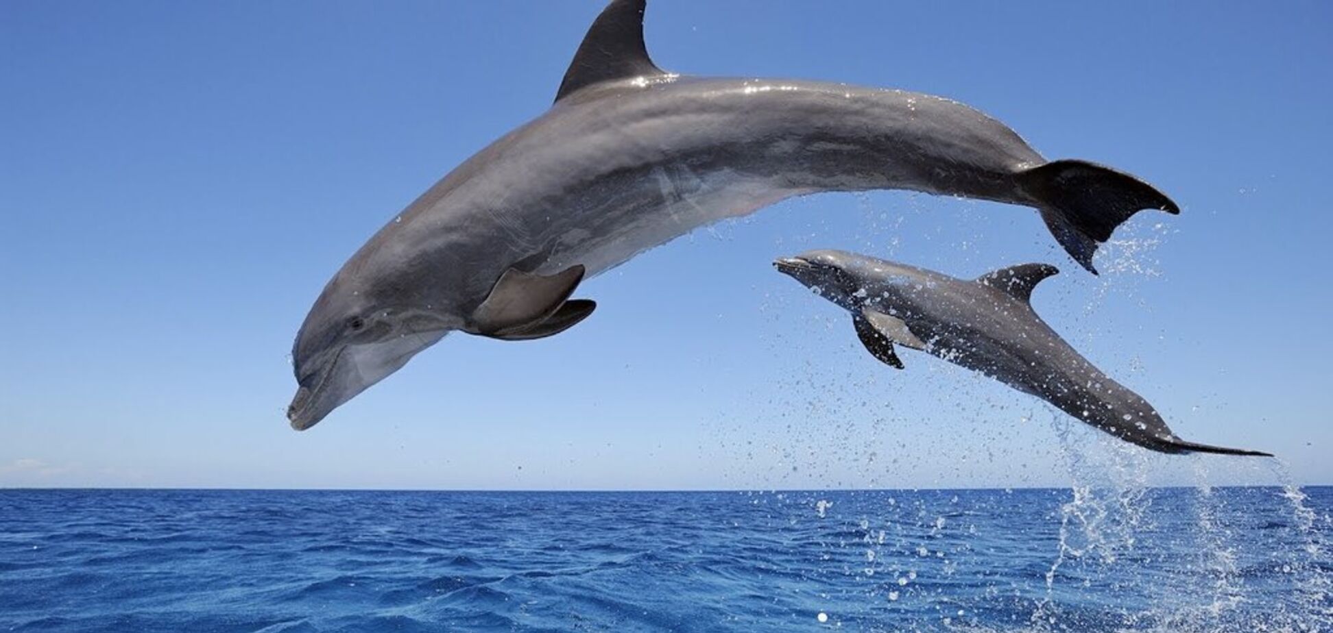 Дельфіни Чорного моря
