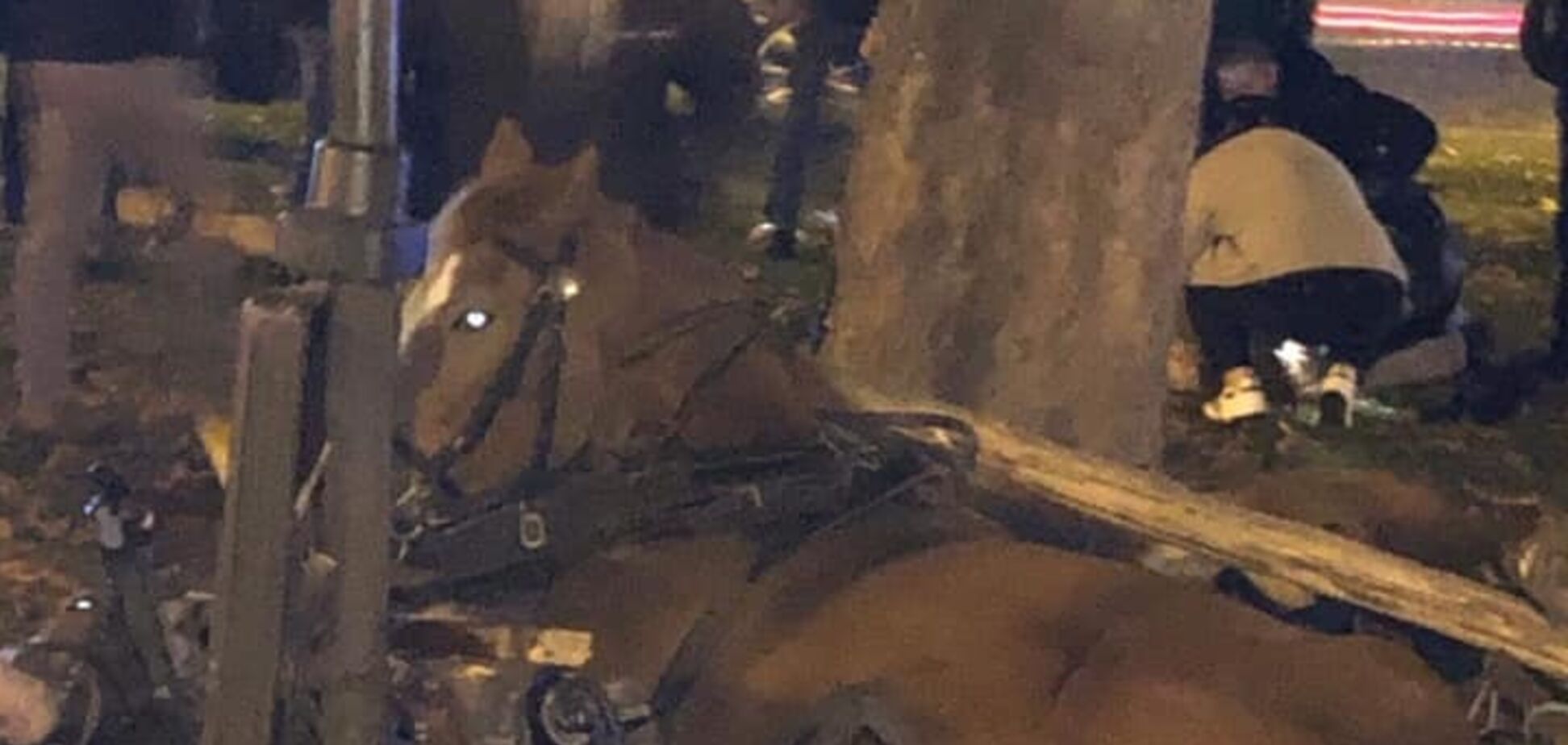 У центрі Львова переляканий кінь тяжко травмував дитину: нові подробиці