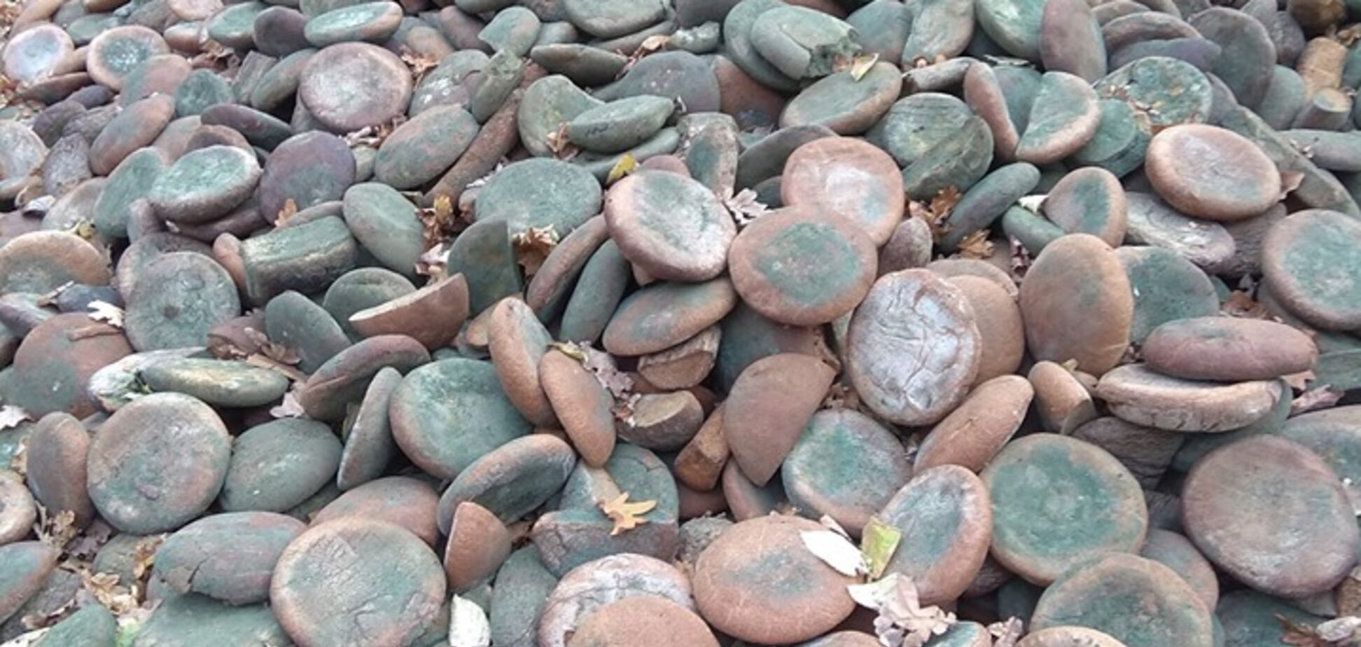 'Згадують Голодомор!' У лісі під Києвом влаштували звалище хліба