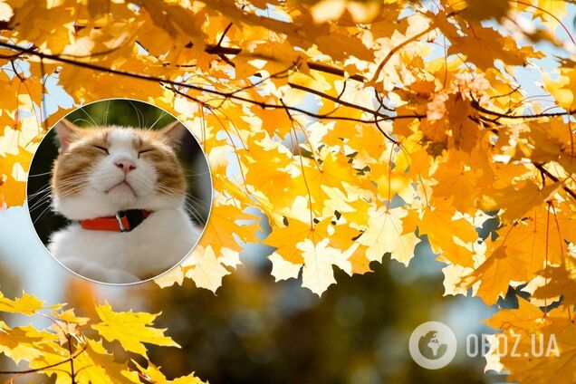 Снова бабье лето: Гидрометцентр озвучил прогноз погоды на неделю