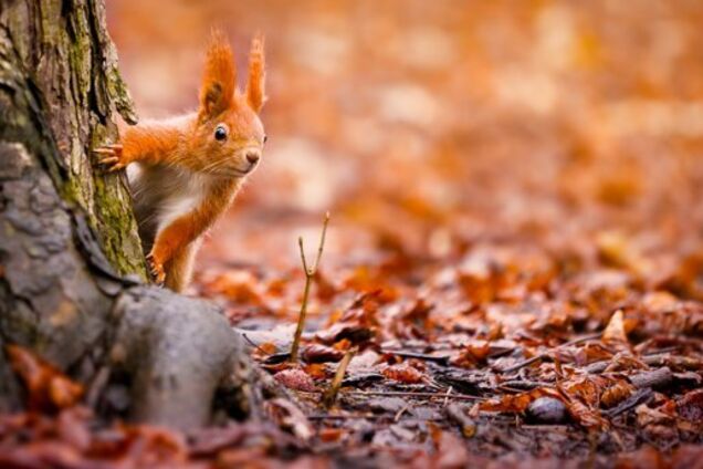 Украину накрыл жаркий ноябрь: сколько еще продержится тепло