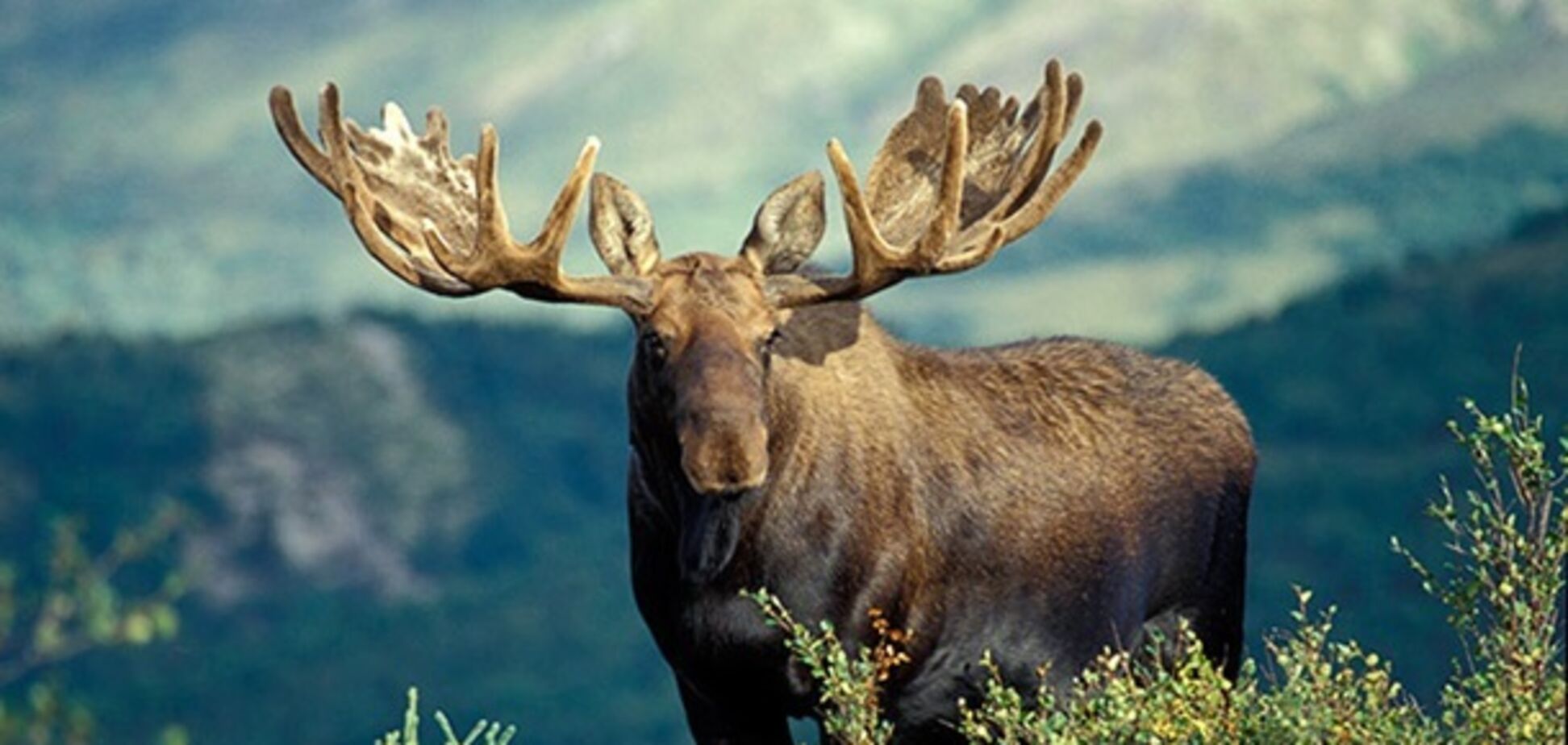 На Чернігівщині браконьєри вбили молодого червонокнижного лося