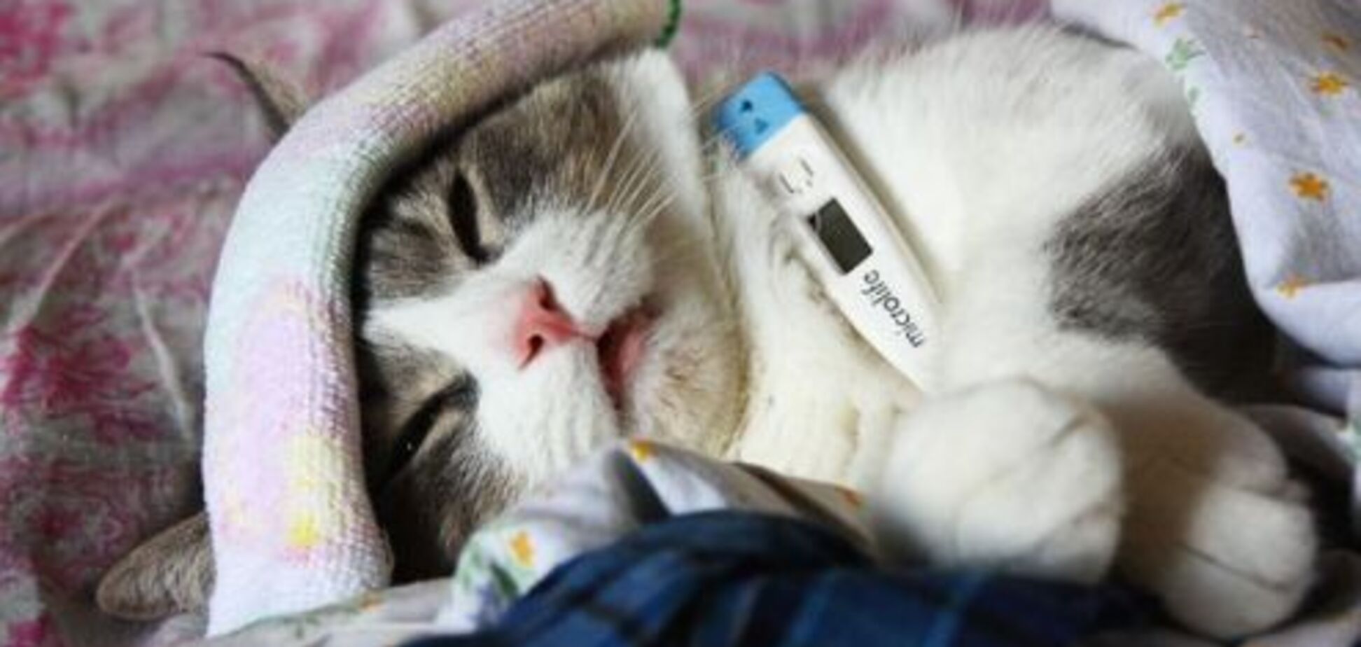 Как получить больничный в Днепре и почему в частных клиниках его не выдают