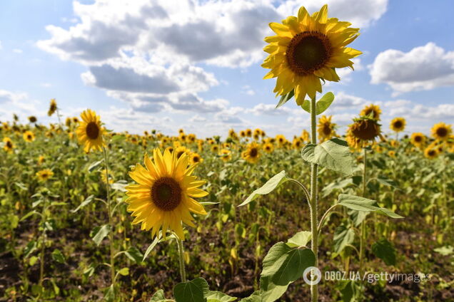 Солнечные панели заменят искусственными подсолнухами: ученые сделали заявление