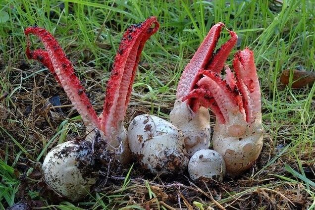Пахнет гниющей плотью: найден редкий гриб – "пальцы дьявола". Фото