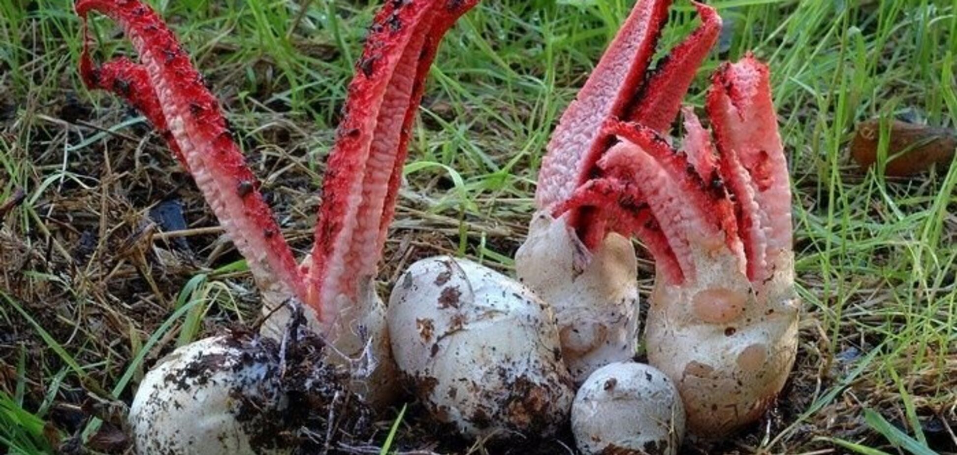 Пахнет гниющей плотью: найден редкий гриб – 'пальцы дьявола'. Фото