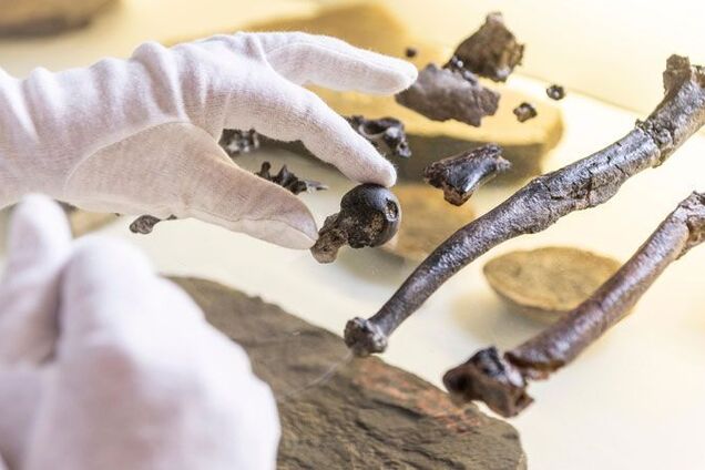 Ученые открыли неизвестного общего предка обезьяны и человека