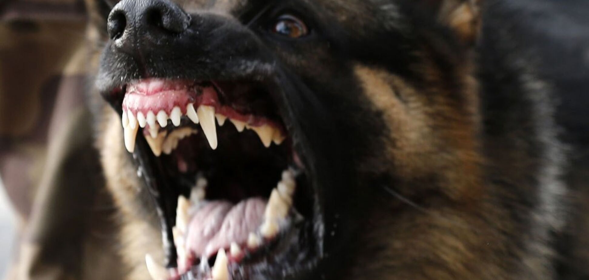 Под Харьковом домашняя собака загрызла хозяйку: подробности трагедии