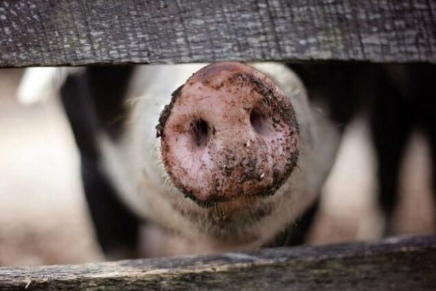 Десятки трупов: в лесополосе на Черкасщине обнаружили незаконный скотомогильник. Фото