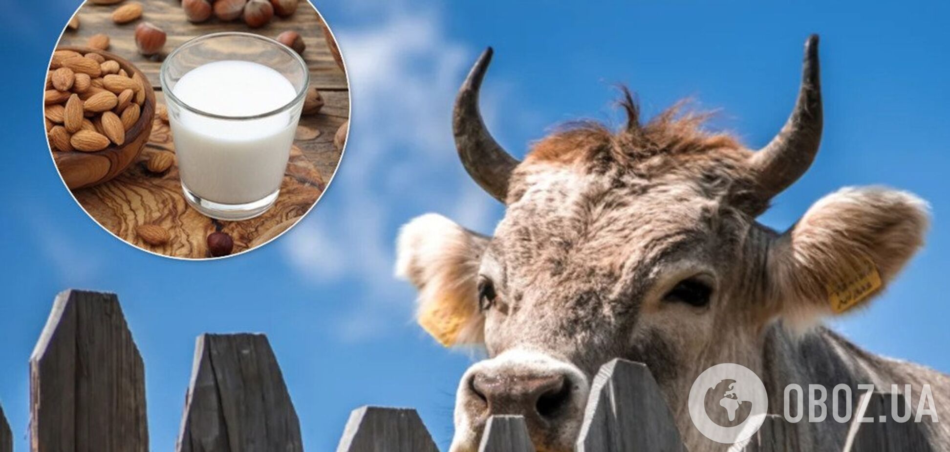 Коровье молоко или растительное: что полезнее