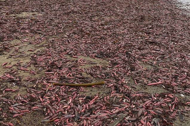 Пляж у Каліфорнії засипали тисячі риб в формі пеніса: дивовижні фото