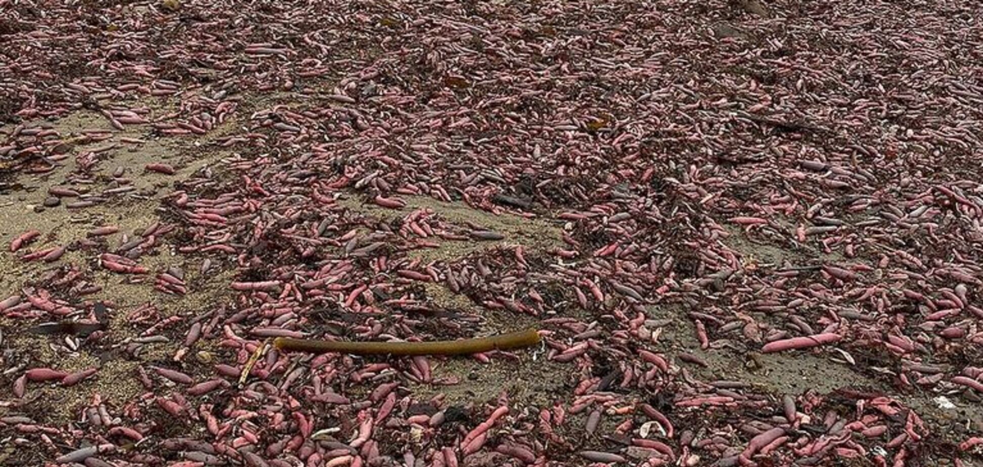 Пляж у Каліфорнії засипали тисячі риб в формі пеніса: дивовижні фото