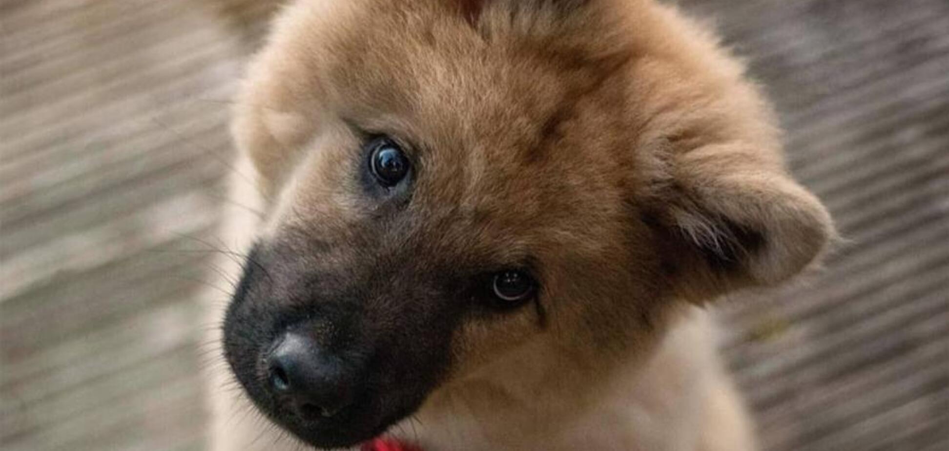 Цуценя заразило господиню небезпечною інфекцією: подробиці