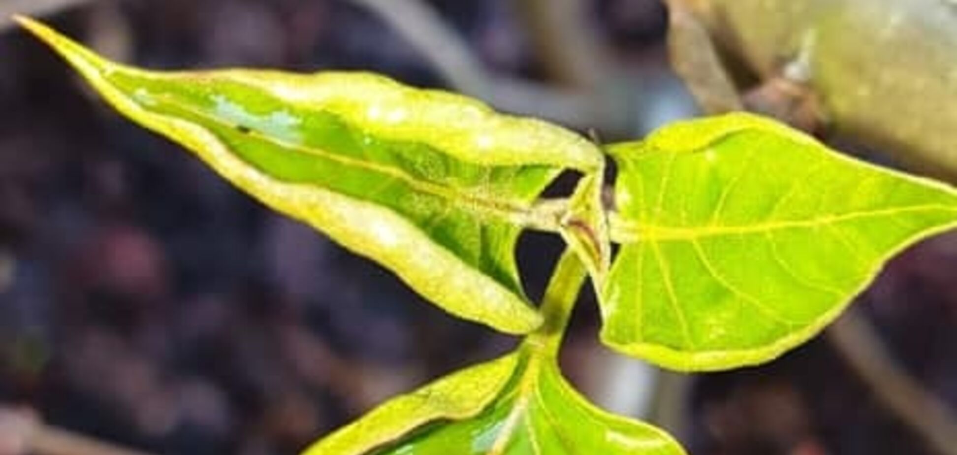 Тюльпаны в декабре: Геращенко показала 'следы весны' в Украине