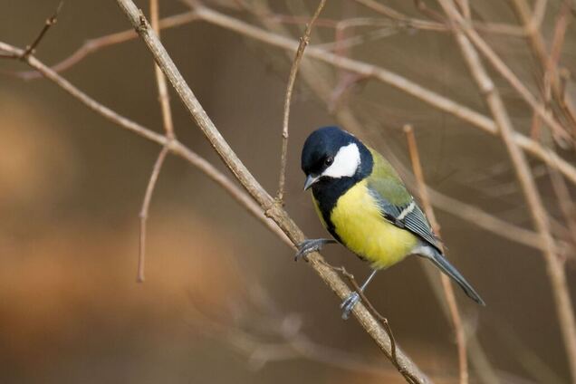 Зимой и не пахнет: прогноз погоды на ближайшую неделю для черкасщан