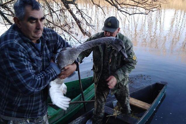 Под Одессой лесники спасли от хищников раненого лебедя