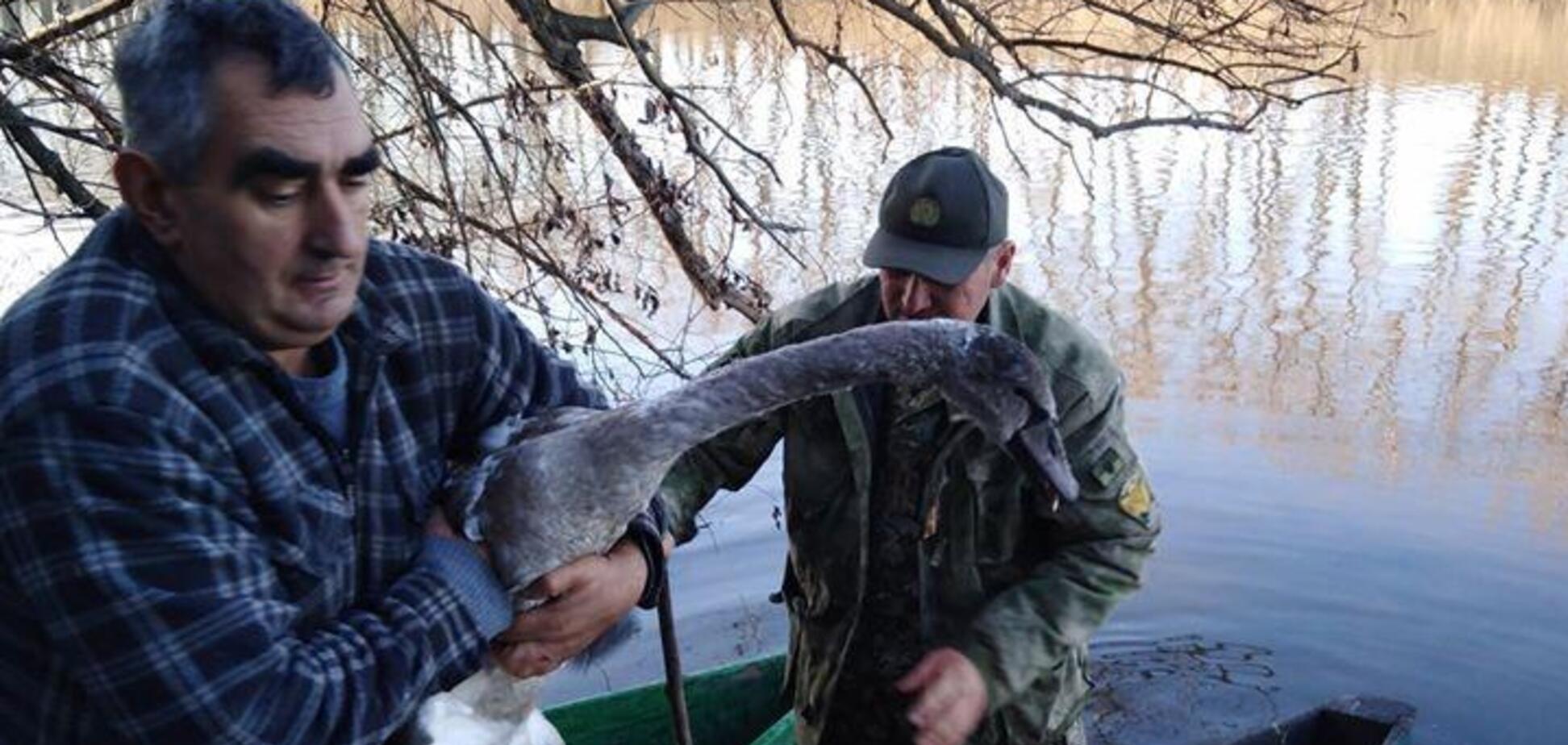 Под Одессой лесники спасли от хищников раненого лебедя
