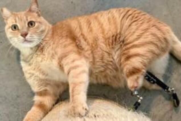 Кіт-'кіборг' із протезами задніх лап став зіркою інтернету