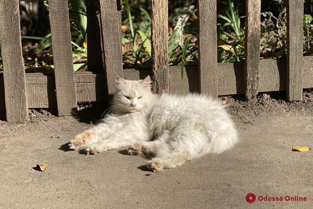Аномальная жара в декабре в Одессе