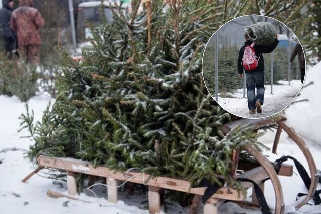 Украинцам привозят елки с кладбищ: как правильно выбрать и сколько стоят