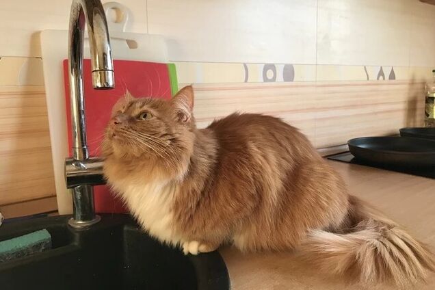 Часть Днепра останется без воды: кого коснется