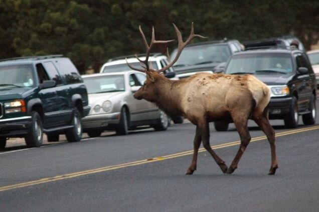 У Дніпрі чоловік влаштував забіг через 8-смуговий проспект: шокуюче відео