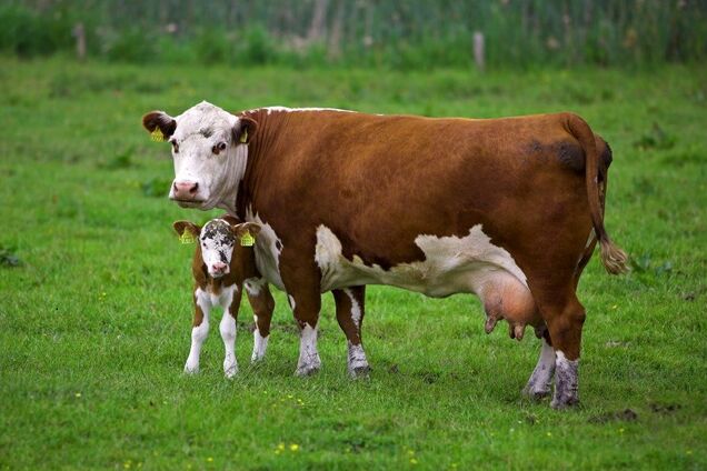 Коровы откладывают яйца: британские дети ответили на интересующие вопросы