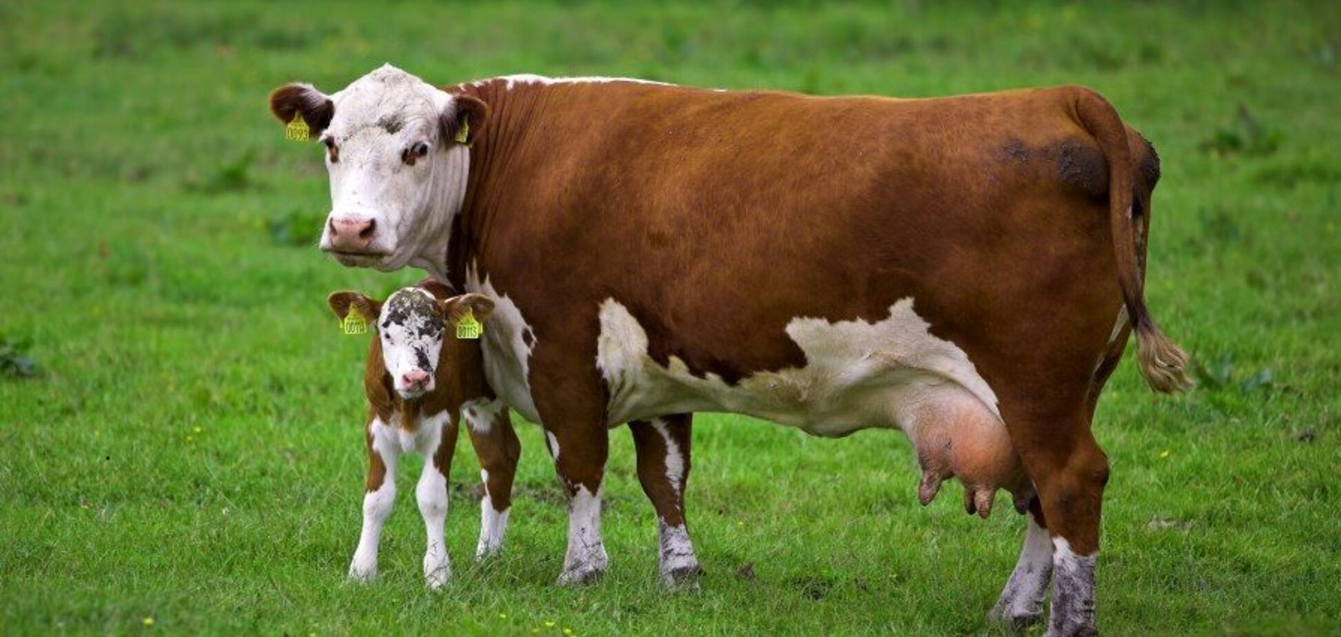 Дети в Британии считают, что коровы откладывают яйца: проведен опрос