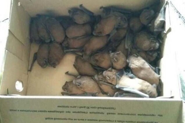 В Кривом Роге на балкон многоэтажки слетелись десятки летучих мышей: фото