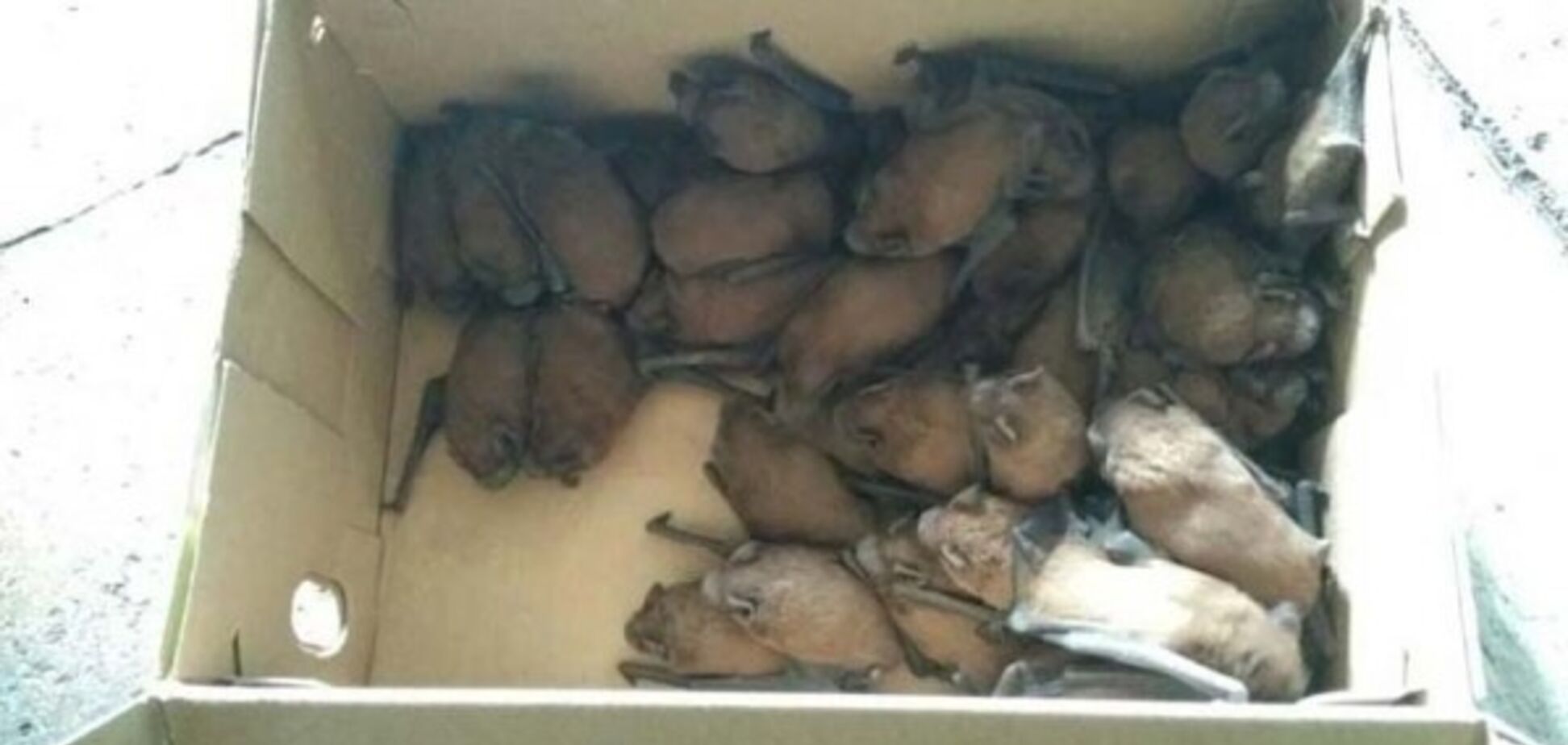 В Кривом Роге на балкон многоэтажки слетелись десятки летучих мышей: фото