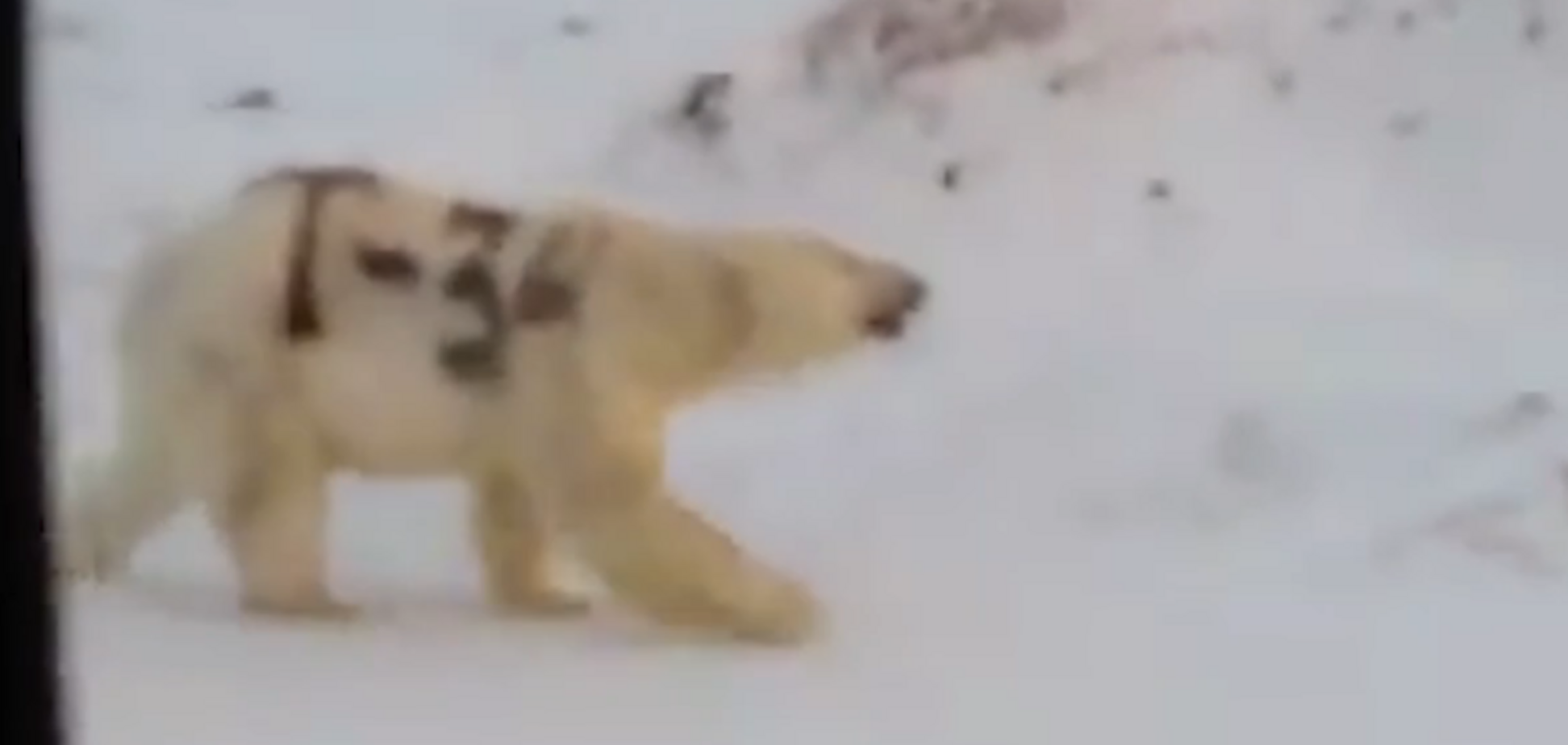 Медведь, над которым поиздевались неизвестные