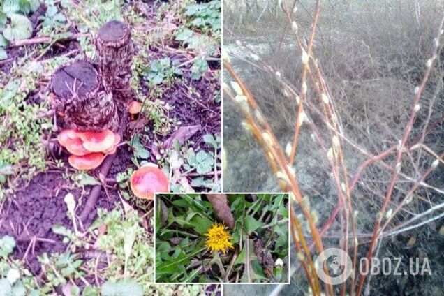 Грибы и цветы в декабре: на Днепропетровщине природа "дала сбой" из-за аномальной погоды